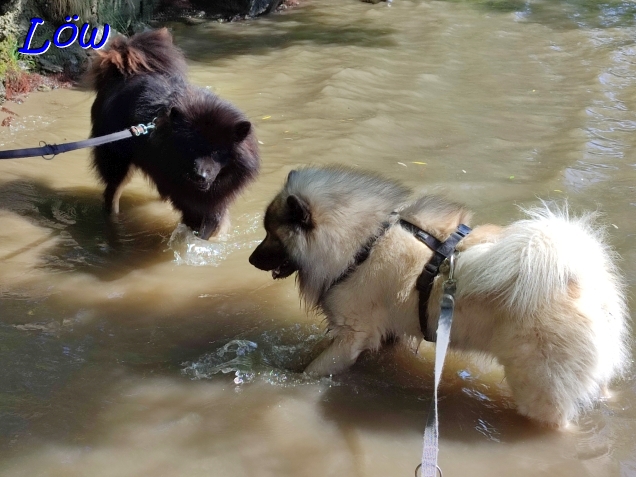 17.8.2024 - Eurasier im Wasser